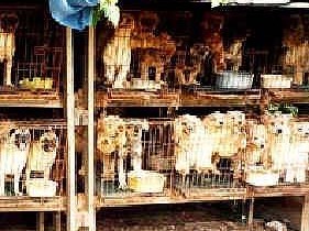 puppy mill someone needs to put a stop to this man