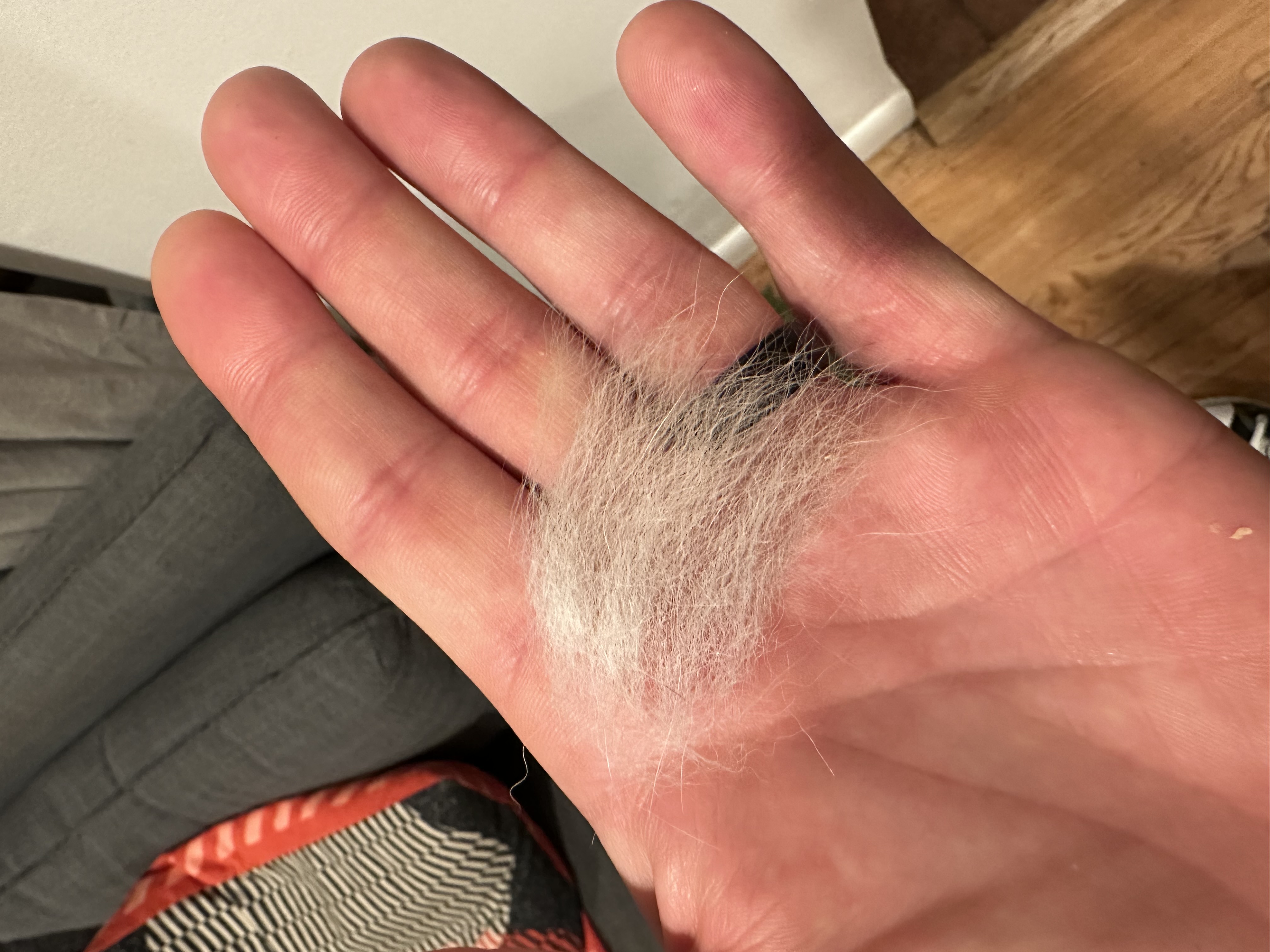 Clumps of dog hair found all over