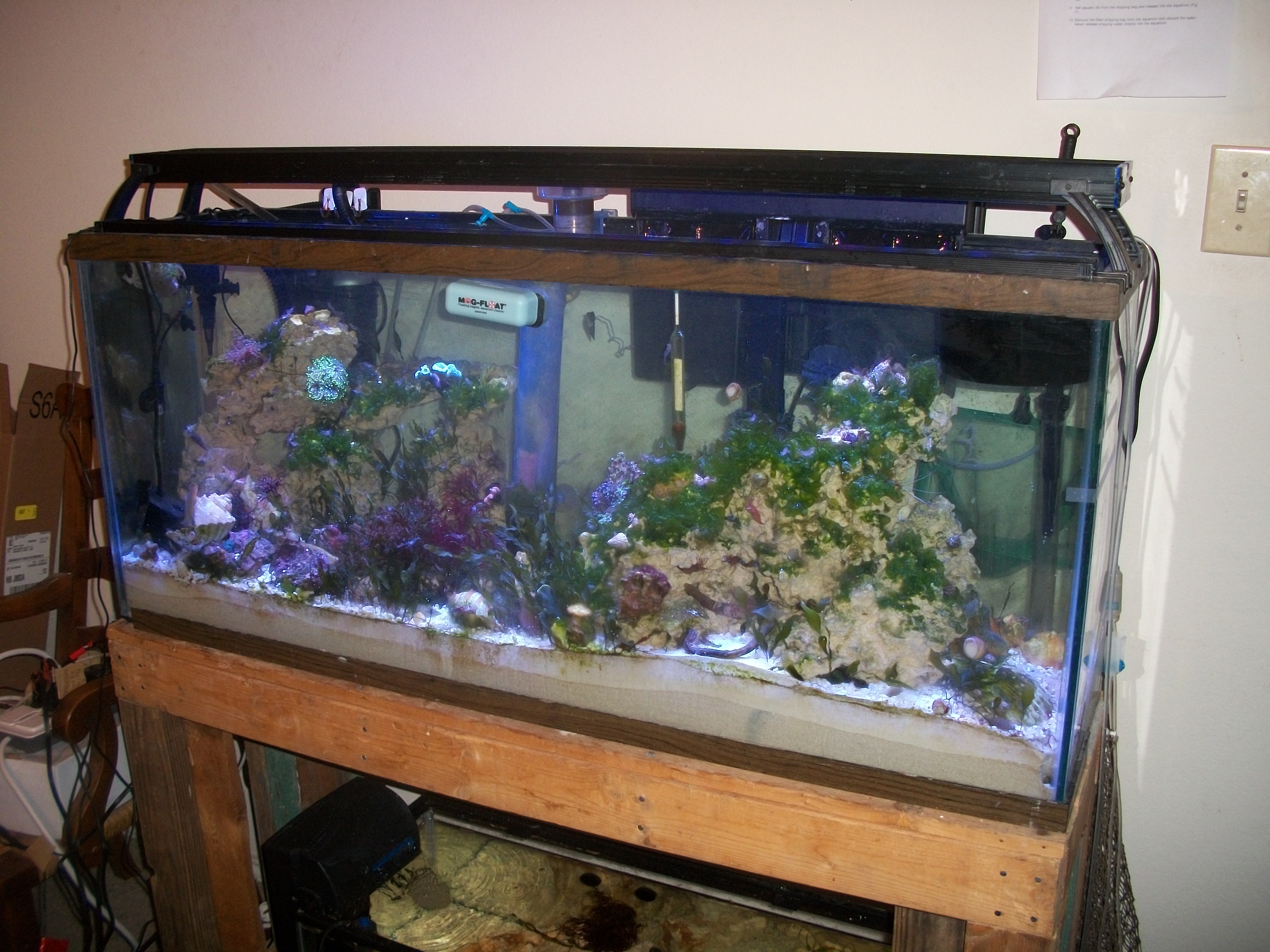 My three month old aquarium.  Most of the appurtenances and livestock are from Mid-Cities Aquarium.