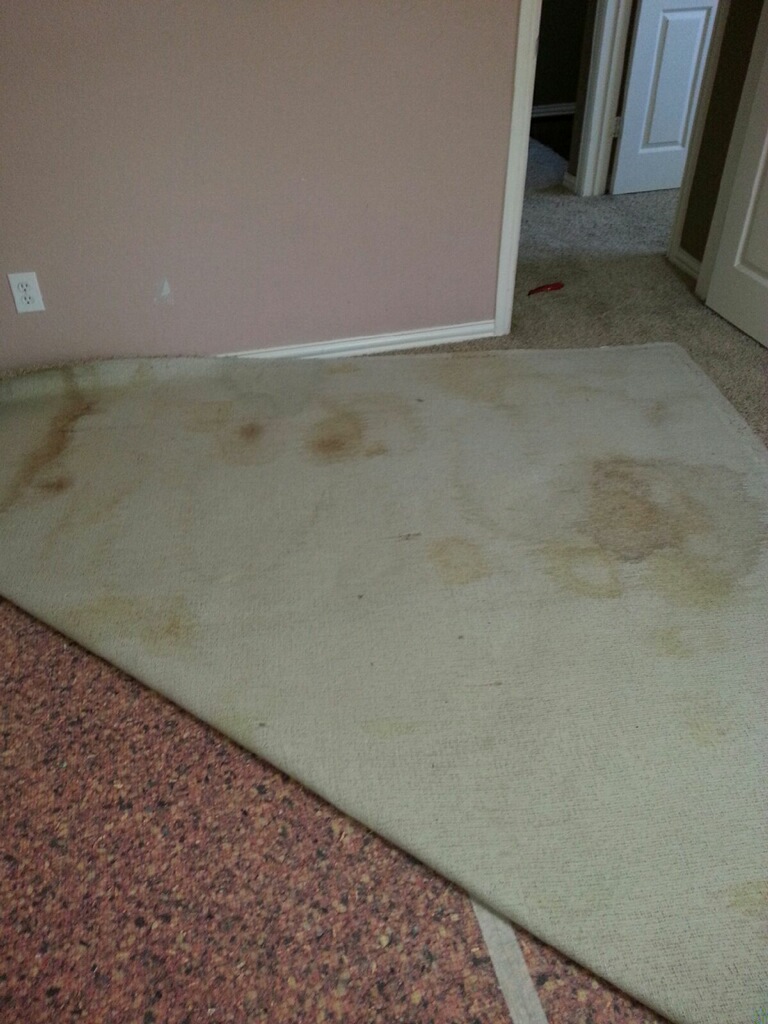 destroyed carpet - 2nd bedroom