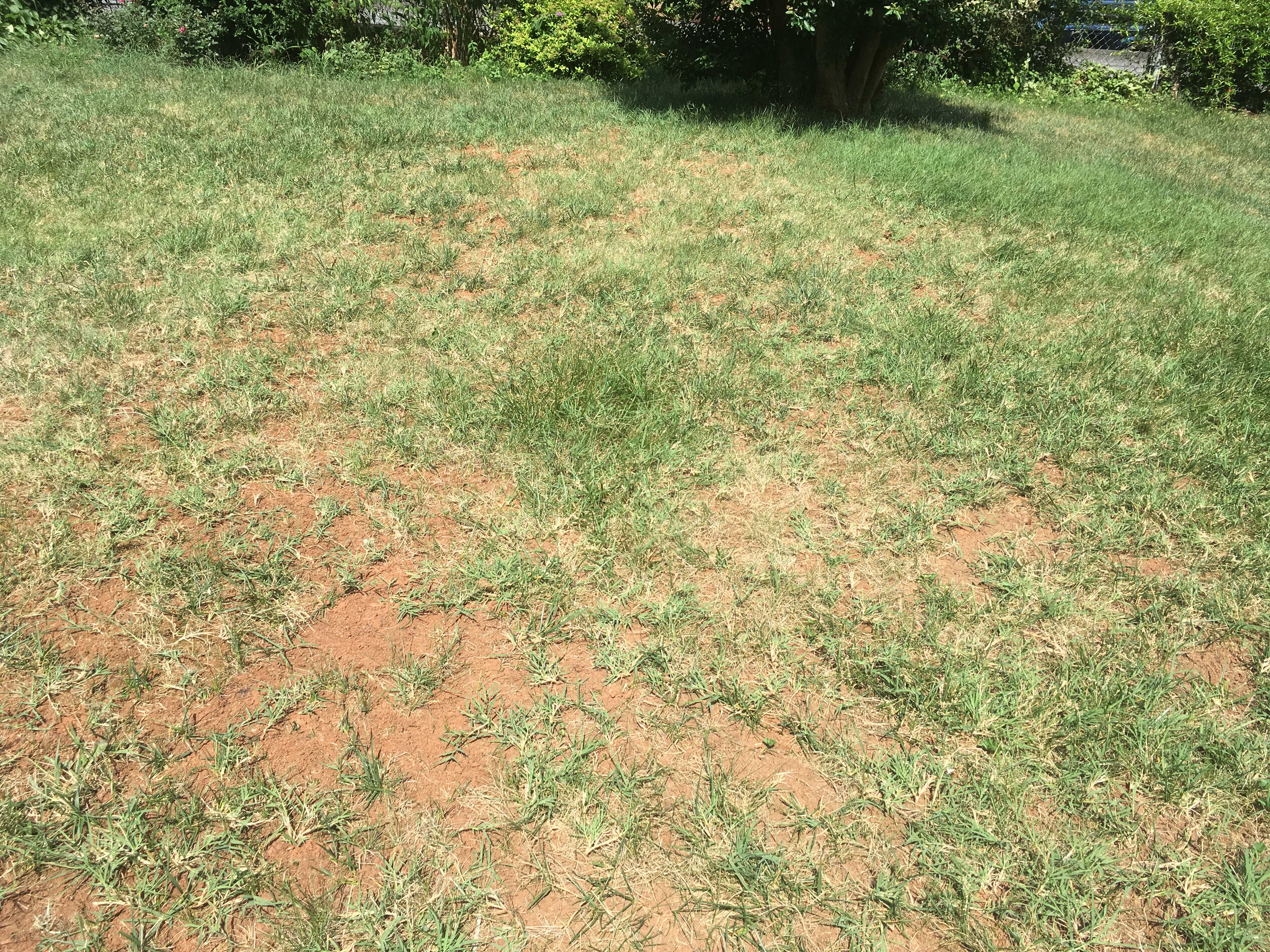 5 years: Back yard seeded with TRuGreen seeds: SICK, DESTROYED. 