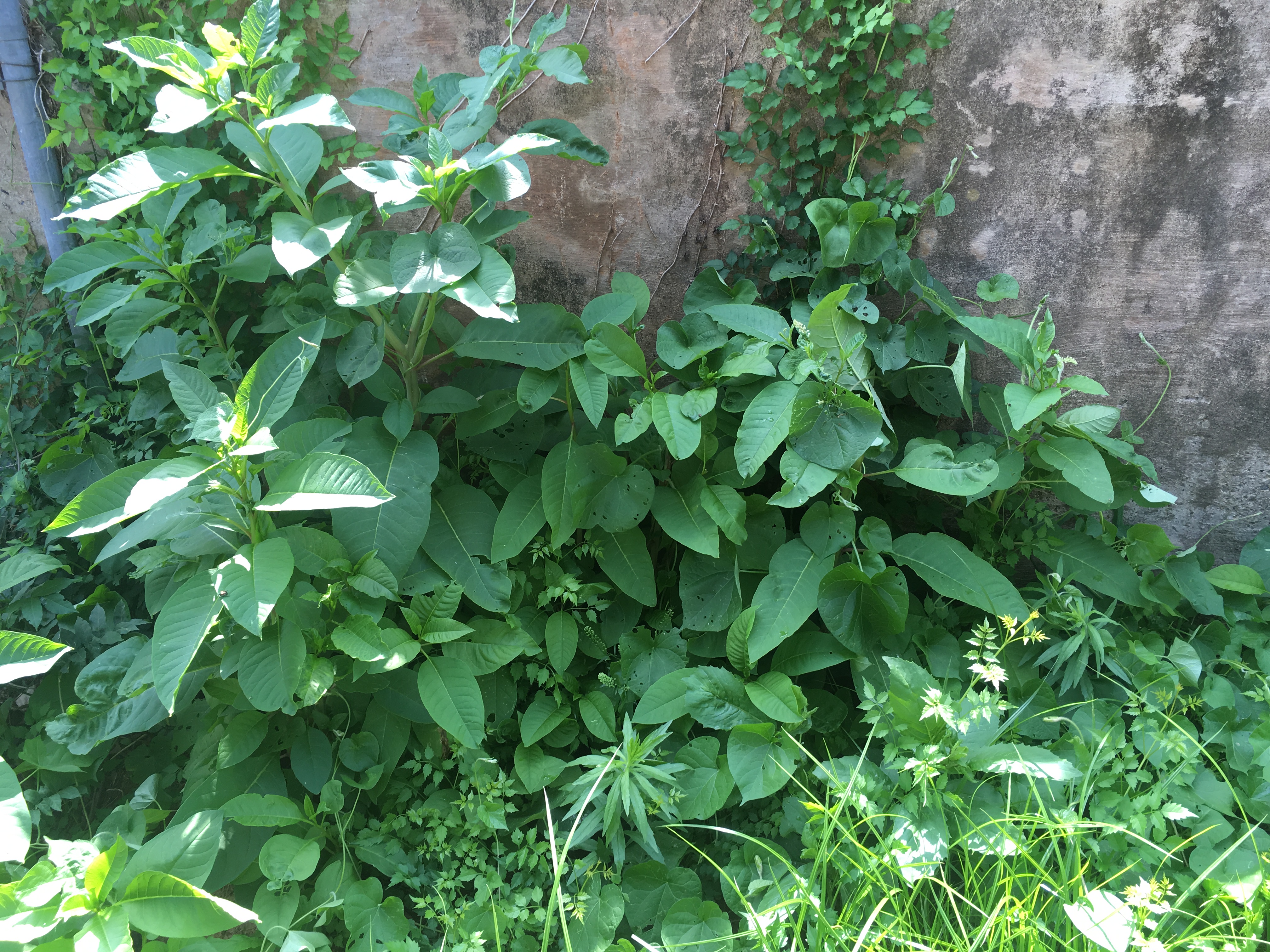 5 years: I requested that they spray for weeds along the back wall. This used to be all grass. When I showed them this morning, I felt like throwing up. Invasive species - red trumpet vine and morning