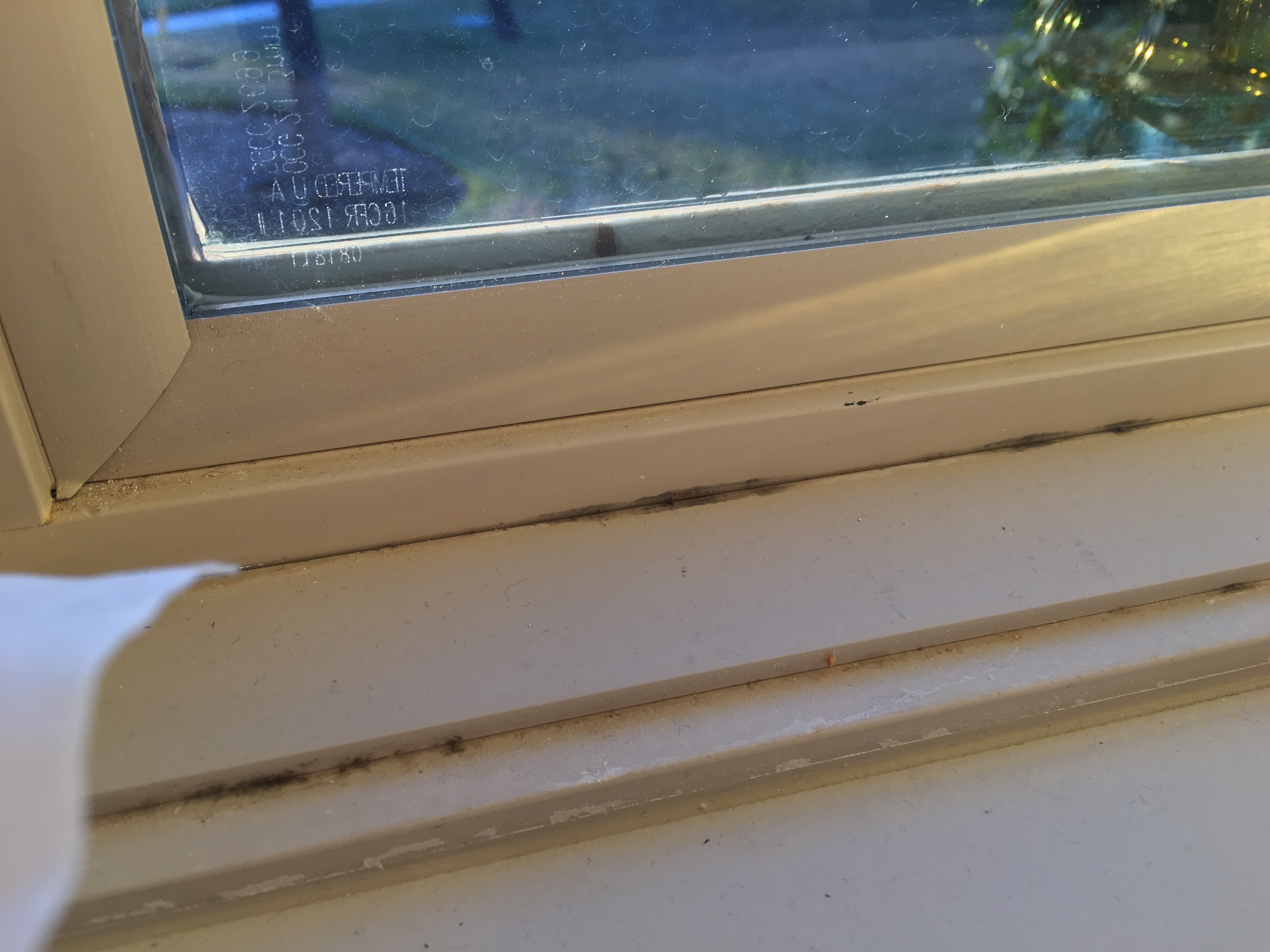 mold growing in window