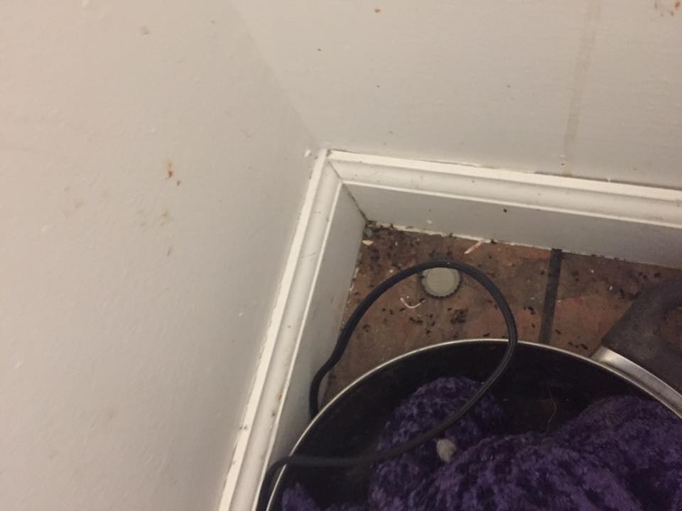 Mouse feces in every room of the house
