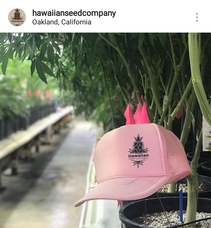 Pink hats & Oakland California import pot