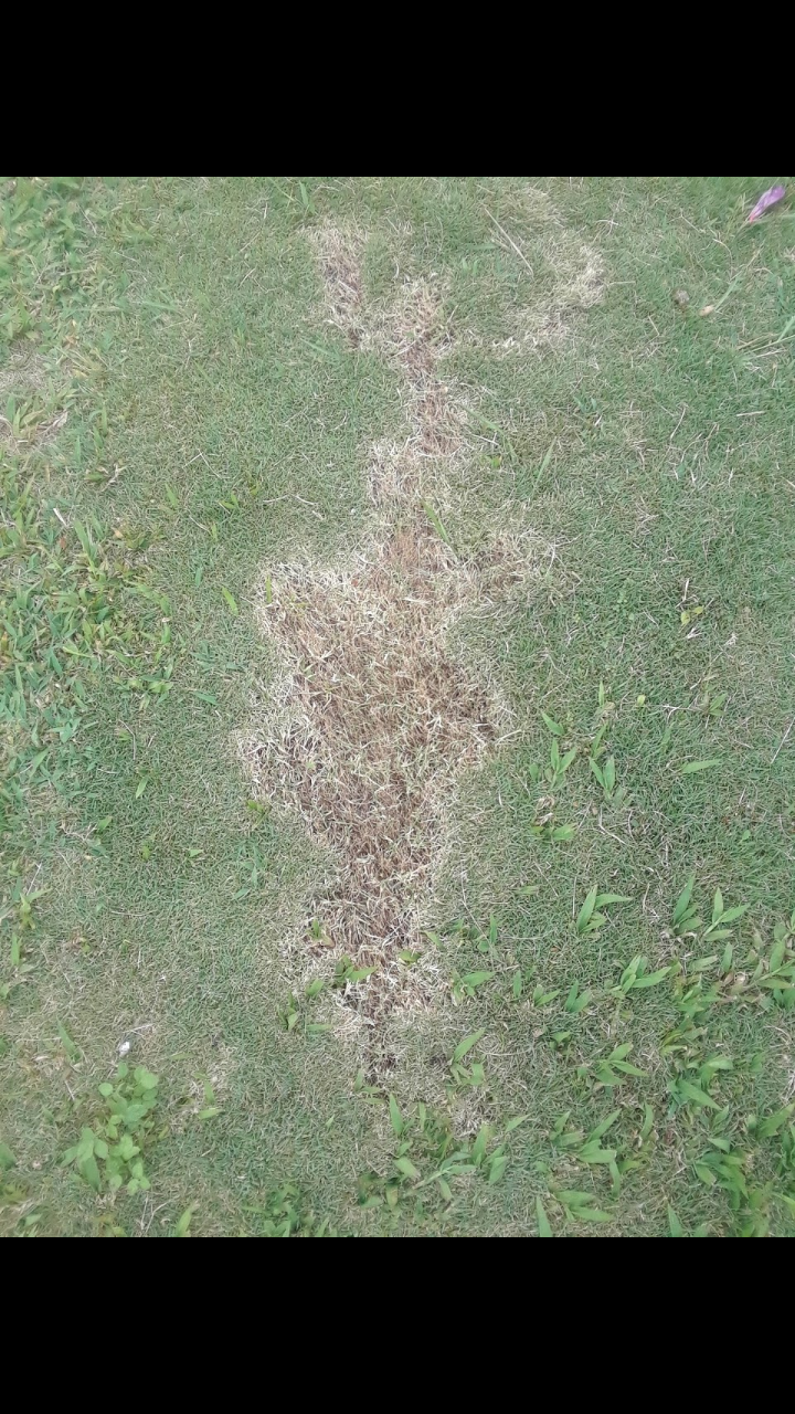 Chemical burns on the lawn