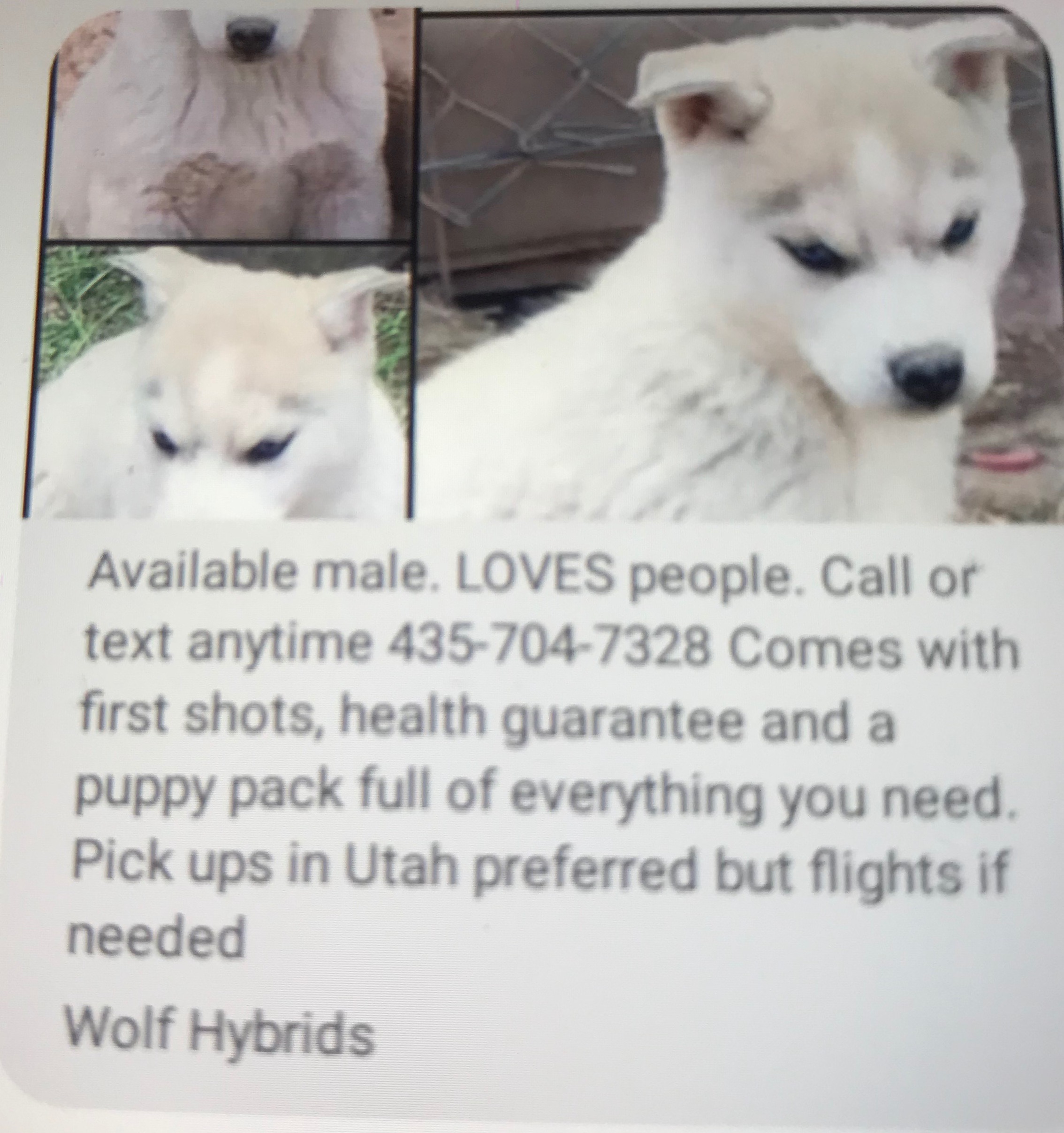 text about the so-called wolf  hybrid