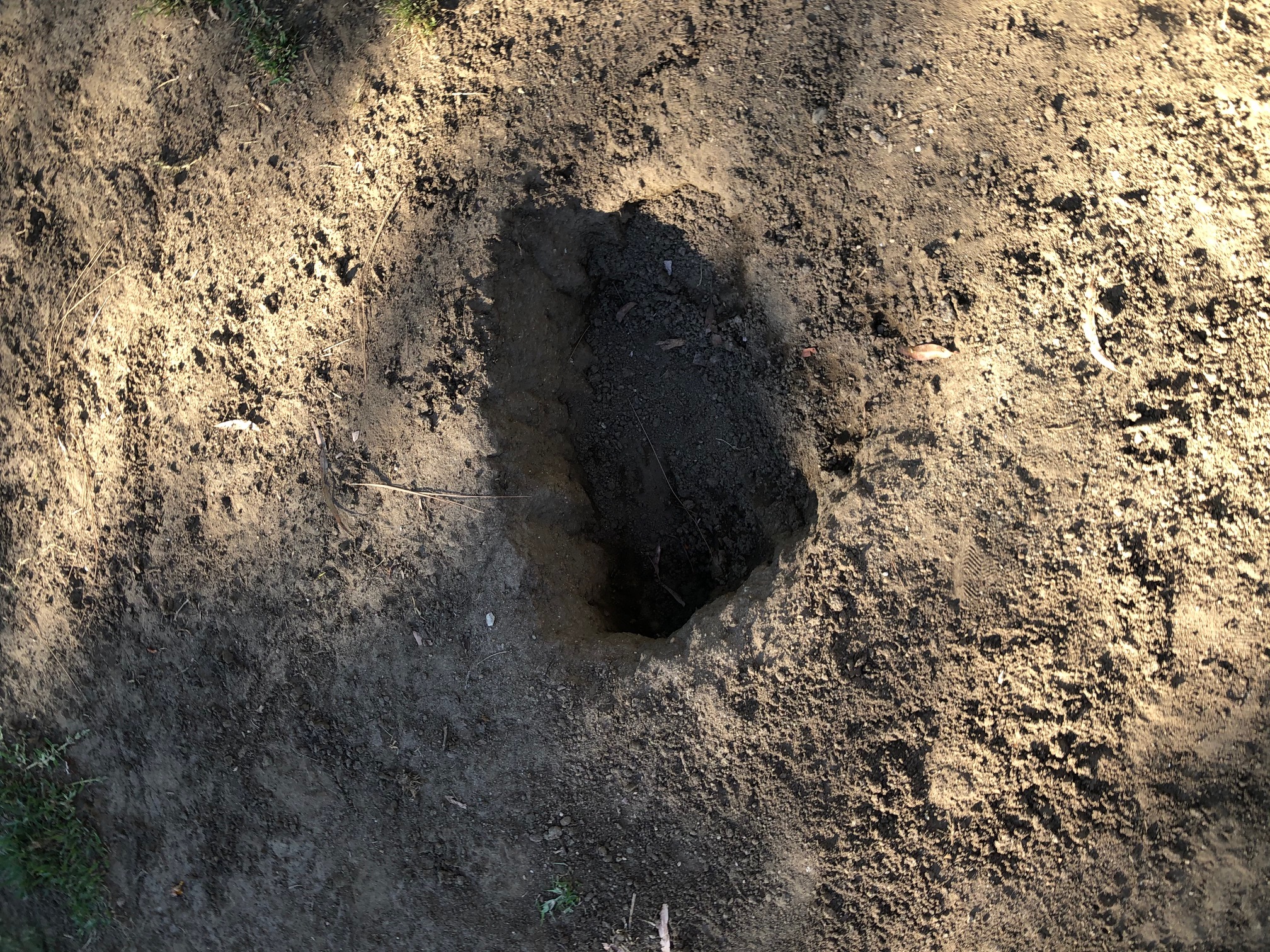 deep holes at the dog park - months unfilled