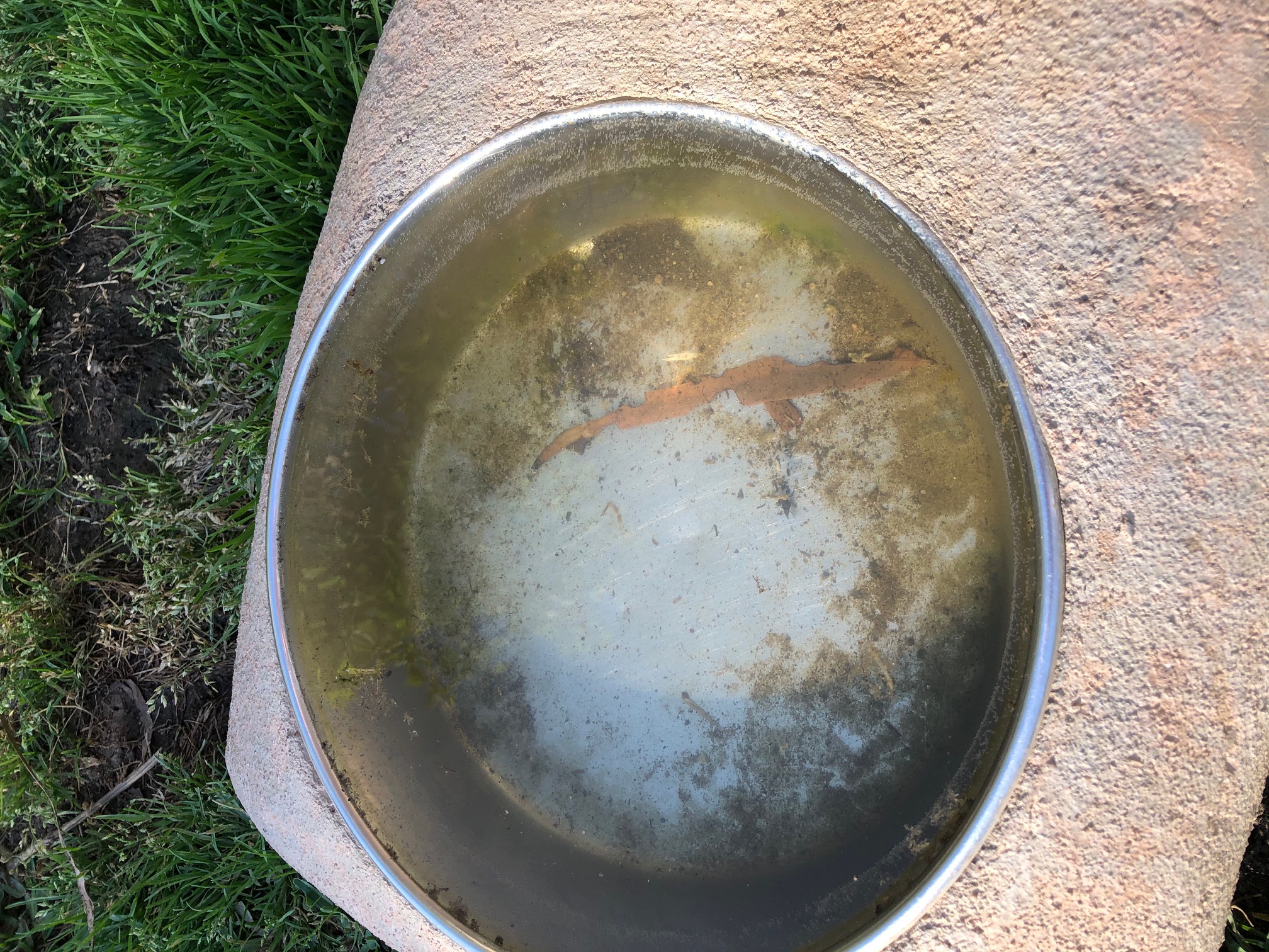 Dog bowl - you cant remove it to clean it, algae!