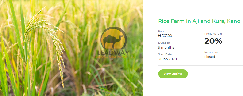 My rice investment will be due by Oct - Dec 2020