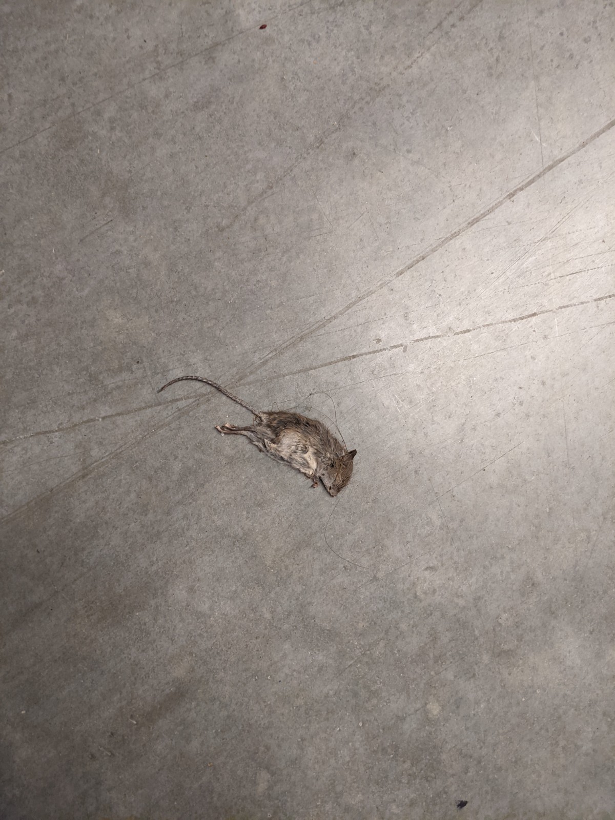 Dead rat I found in my storage unit. 