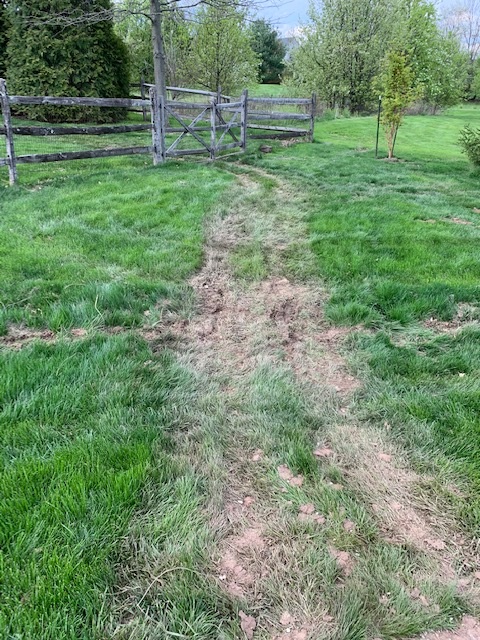 Damaged lawn