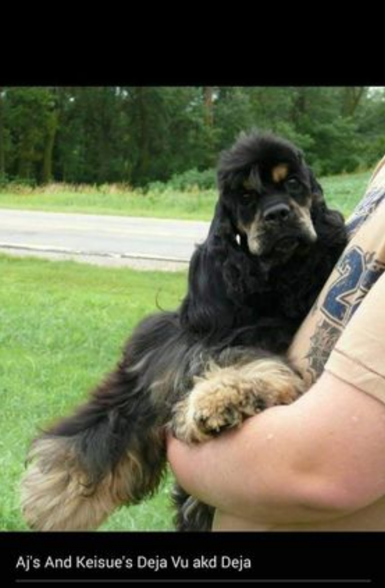 This is the mother of the hermophradite puppy
