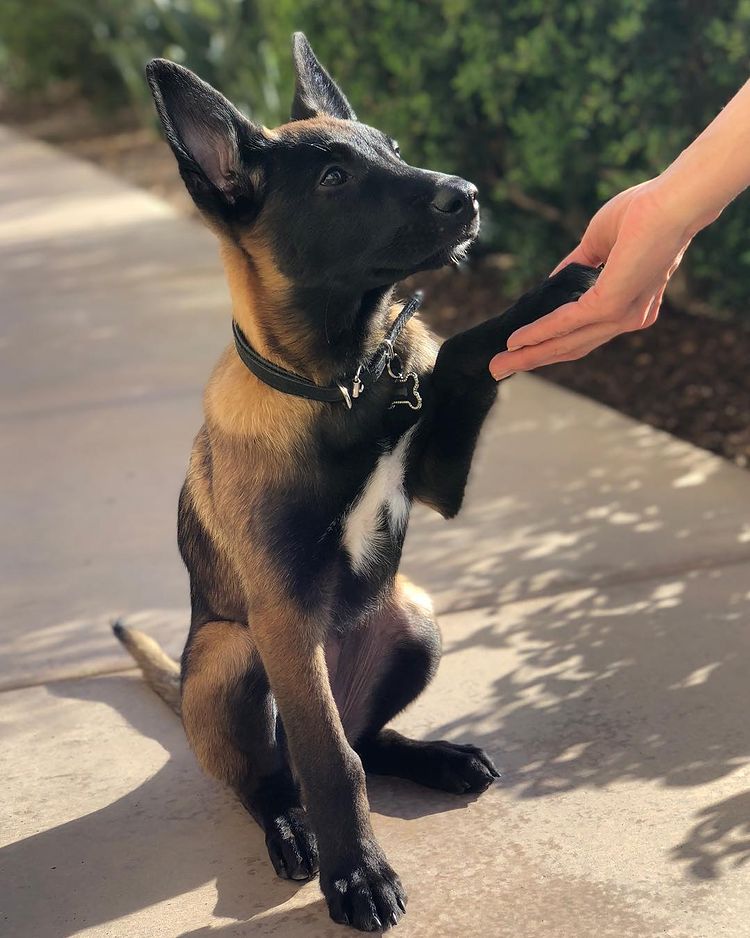 abmalinois.com stole this picture from reddit