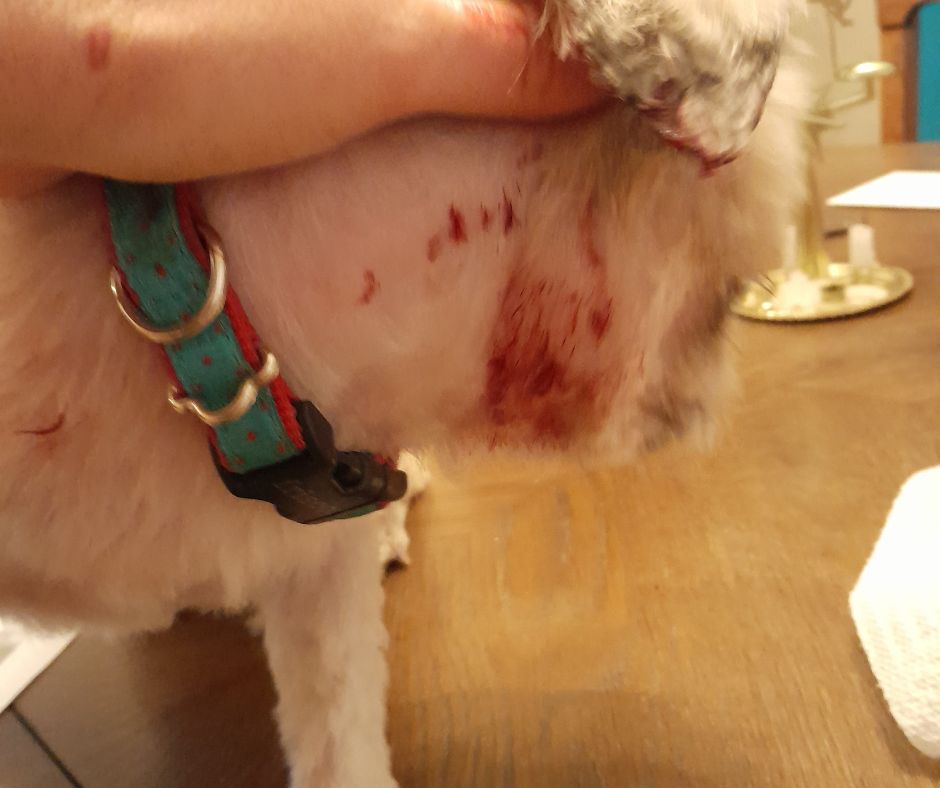 blood on my dog's neck