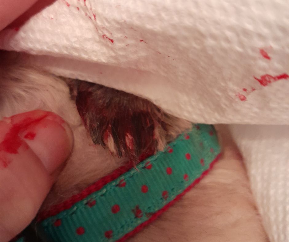 Dog's ear was sliced and bleeding