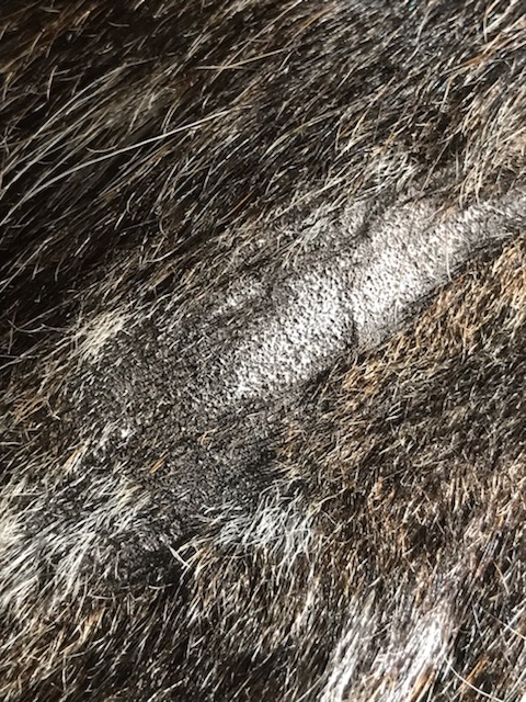 Missing area of hair on the hide