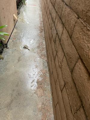 mortar on my stucco, cement in my flower beds