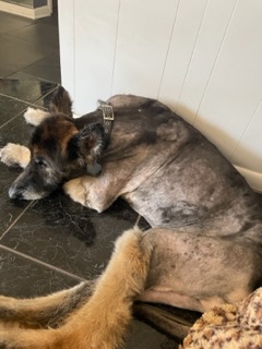 Longcoat GSD shaved by Groomer Emily