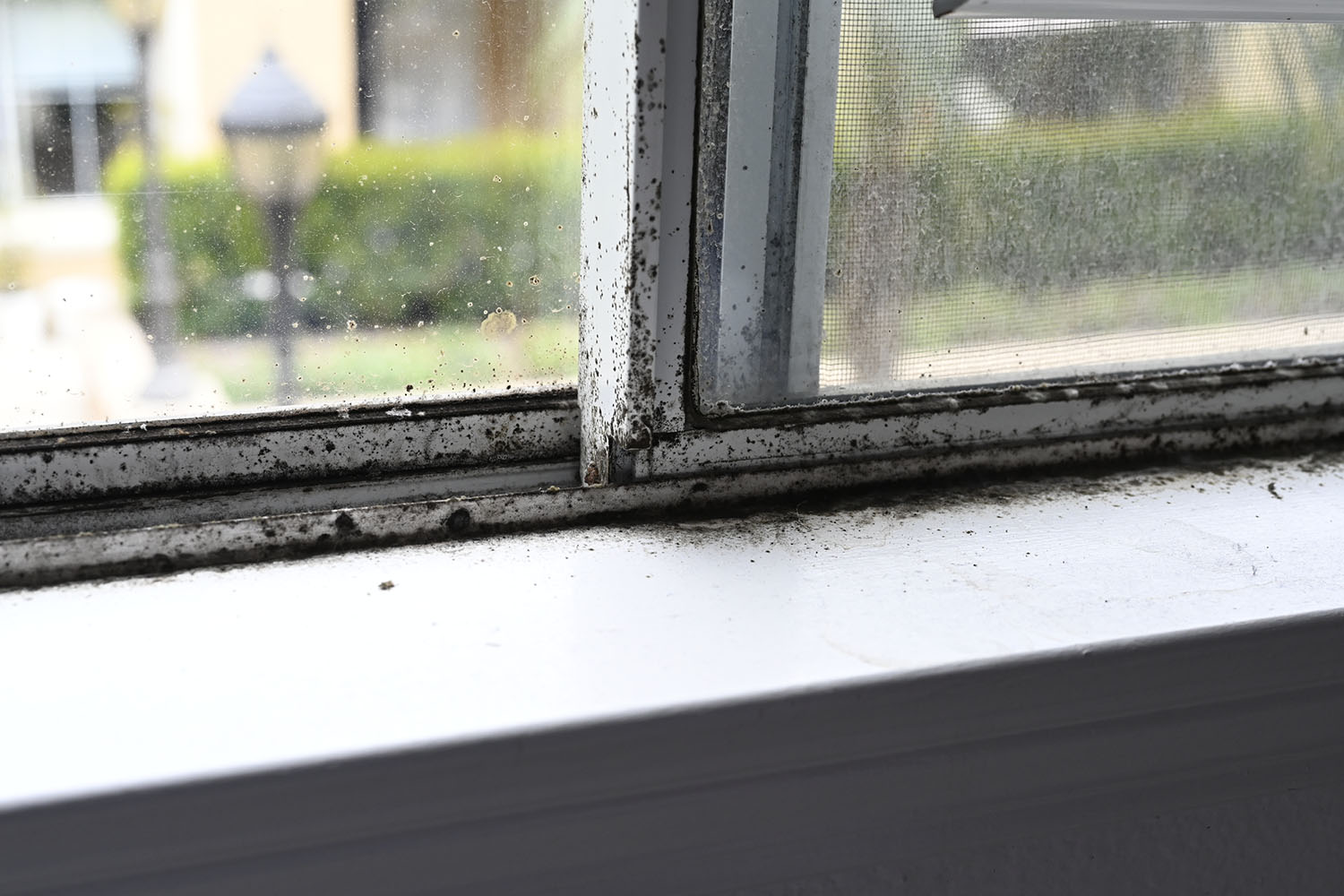 Toxic mold at windows