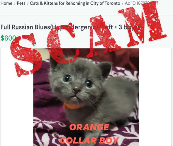 Corri's Kijiji ad for Toronto Russian Blue Kittens